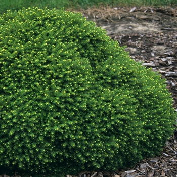 Picea abies 'Little Gem' (034973)