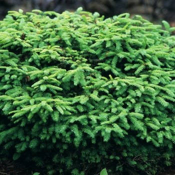 Picea abies 'Nidiformis' (034978)