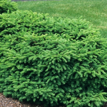 Picea abies 'Nidiformis' (034979)