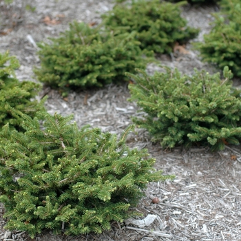 Picea abies 'Nidiformis' (034980)