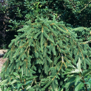 Picea abies 'Pendula' (034984)