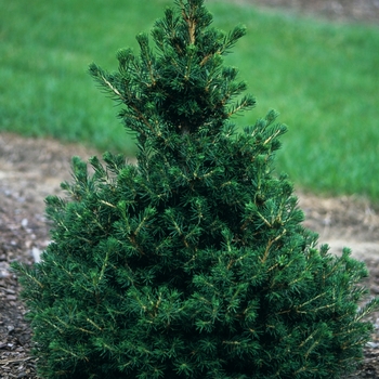 Picea abies 'Pseudo-Maxwellii' (034988)