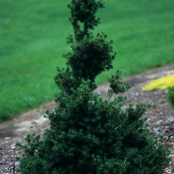 Picea abies 'Pseudo-Maxwellii' (034989)