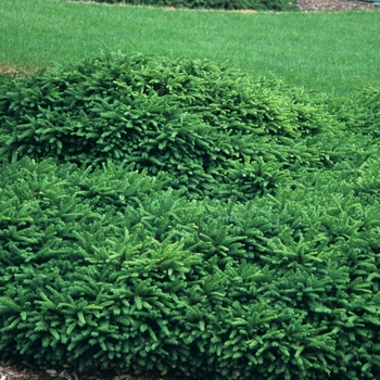 Picea abies 'Pumila' (034991)