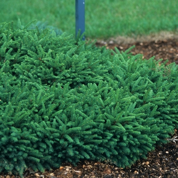 Picea abies 'Pumila' (034992)