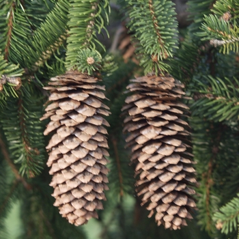 Picea abies 'Reflexa' (034997)