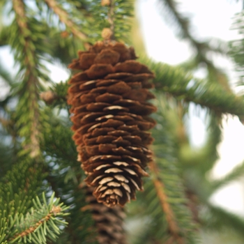 Picea abies 'Reflexa' (034998)