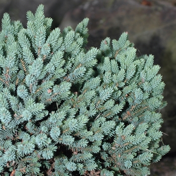 Picea glauca 'Cecilia' (035013)