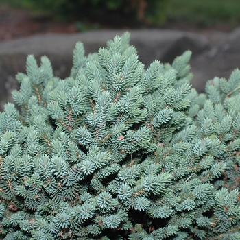 Picea glauca 'Cecilia' (035014)