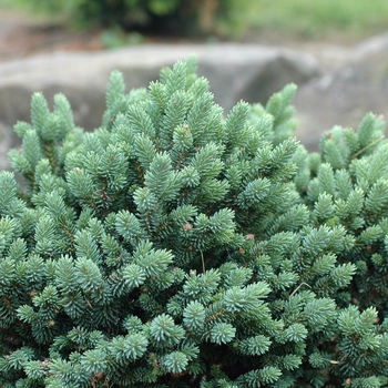 Picea glauca 'Cecilia' (035015)