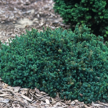 Picea glauca 'Echiniformis' (035032)