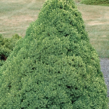 Picea glauca 'Rainbow's End®' (035050)