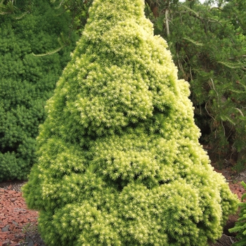 Picea glauca 'Rainbow's End®' (035051)