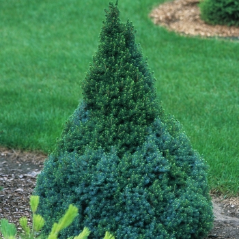 Picea glauca var. albertiana 'Sander's Blue' (035052)