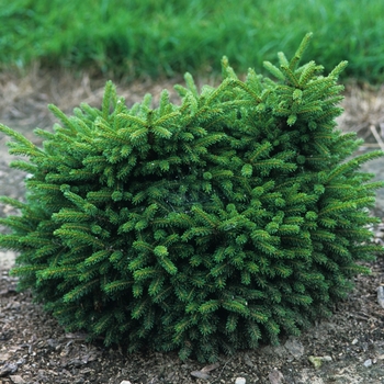 Picea orientalis 'Barnes' (035061)