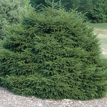 Picea orientalis 'Nana' (035069)