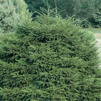 Picea orientalis 'Nana' (035070)