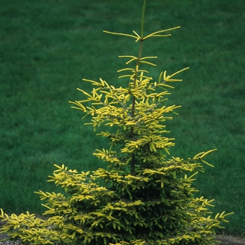 Picea orientalis 'Skylands' (035078)