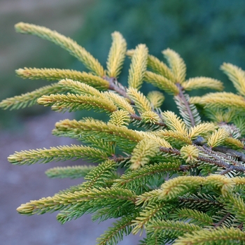 Picea orientalis 'Skylands' (035079)