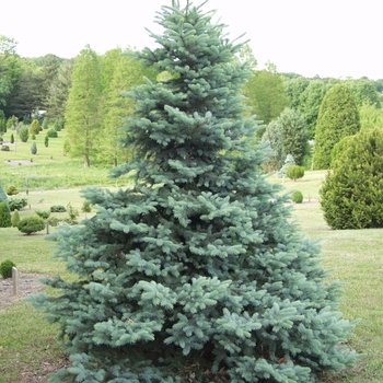 Picea pungens 'Blue Totem' (035086)