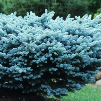 Picea pungens 'Glauca Globosa' (035090)