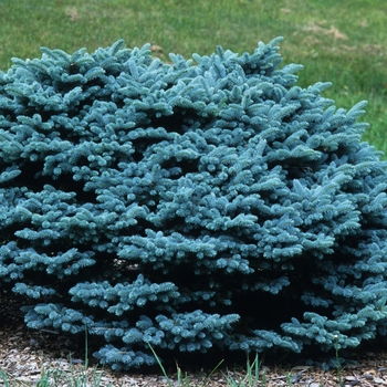 Picea pungens 'Glauca Globosa' (035091)