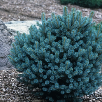 Picea pungens 'Mrs. Cesarini' (035110)