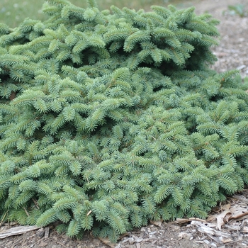 Picea pungens 'Mrs. Cesarini' (035111)