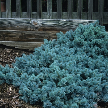 Picea pungens 'St. Mary's Broom' (035115)