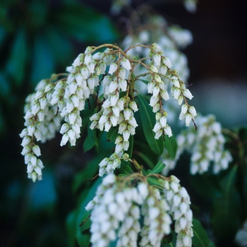 Pieris japonica 'White Water' (035134)