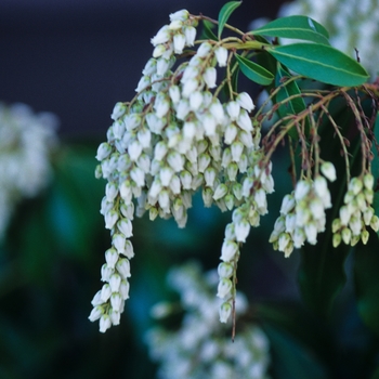 Pieris japonica 'White Water' (035135)