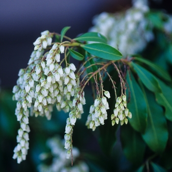 Pieris japonica 'White Water' 