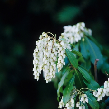 Pieris japonica 'White Water' (035137)