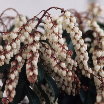 Pieris japonica 'Dorothy Wycoff' (035140)