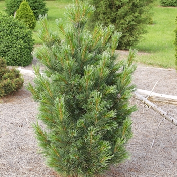 Pinus cembra 'Compacta' (035162)