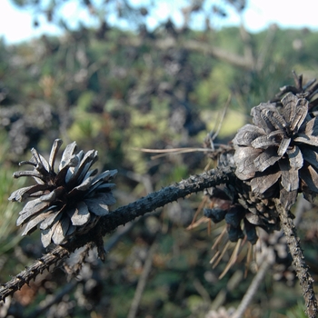 Pinus contorta var. latifolia '' (035172)