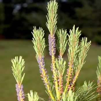 Pinus densiflora 'Heavy Bud' (035182)