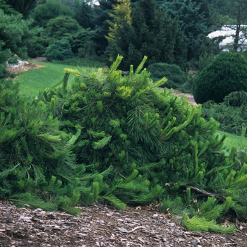 Pinus densiflora 'Pendula' (035189)