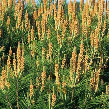 Pinus densiflora 'Umbraculifera (Tanyosho)' (035195)