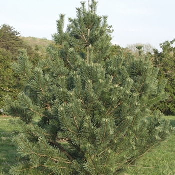 Pinus flexilis 'Vanderwolf's Pyramid' (035216)