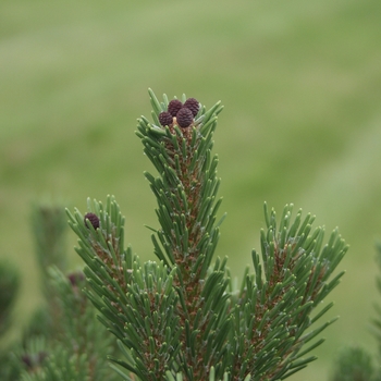 Pinus mugo 'Sherwood Compact' (035240)