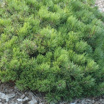 Pinus mugo 'Mitch Mini' (035249)