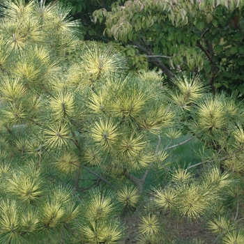 Pinus densiflora x thunbergii 'Beni Kujaka' (035294)