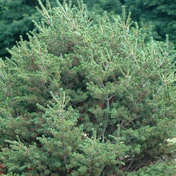 Pinus parviflora 'Adcock's Dwarf'