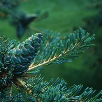 Pinus parviflora 'Glauca' (035309)