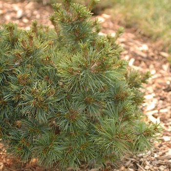 Pinus parviflora 'Hargoroma'