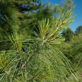 Pinus schwerinii 
