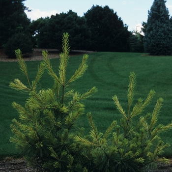 Pinus Strobus Bennett Dragon S Eye Bennett S Dragon S Eye White Pine From Garden Center Marketing