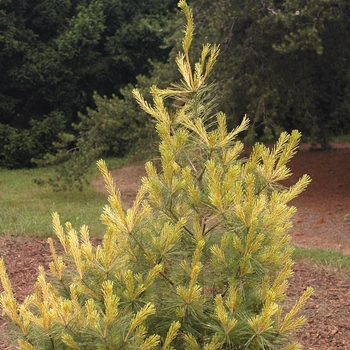 Pinus strobus 'Bennett Dragon's Eye' (035351)