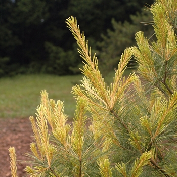 Pinus strobus 'Bennett Dragon's Eye' (035352)